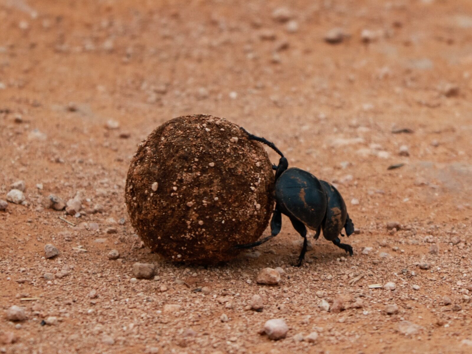 A dung beetle at work on the road