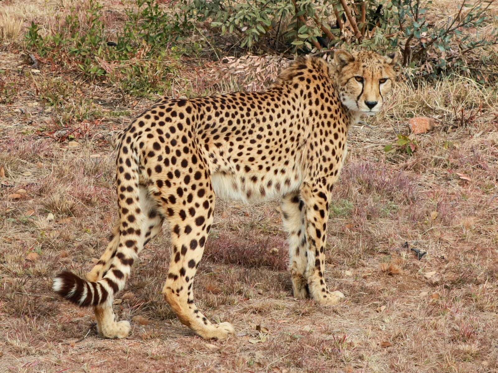 A cheetah in the dry grass