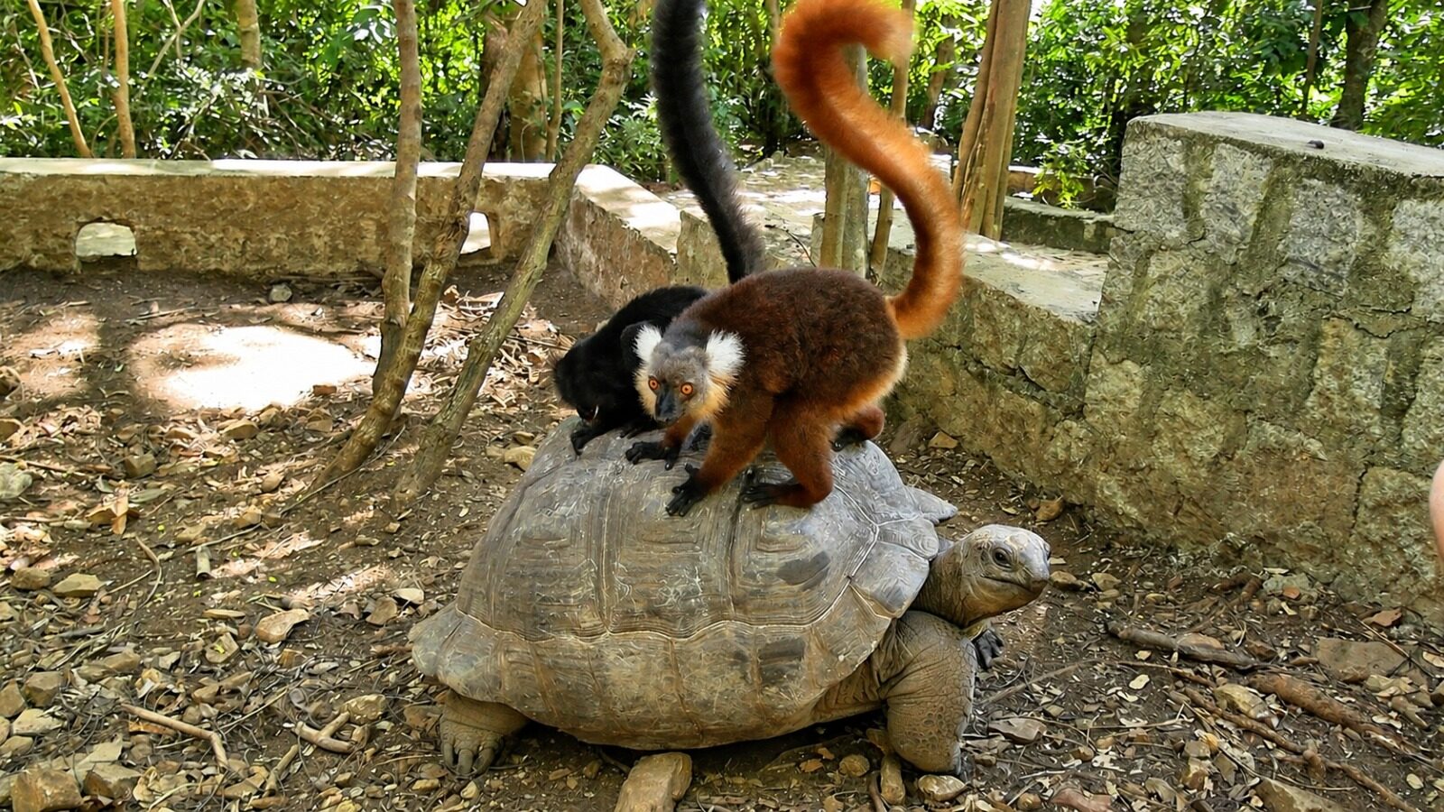 Two lemurs riding a giant tortoise