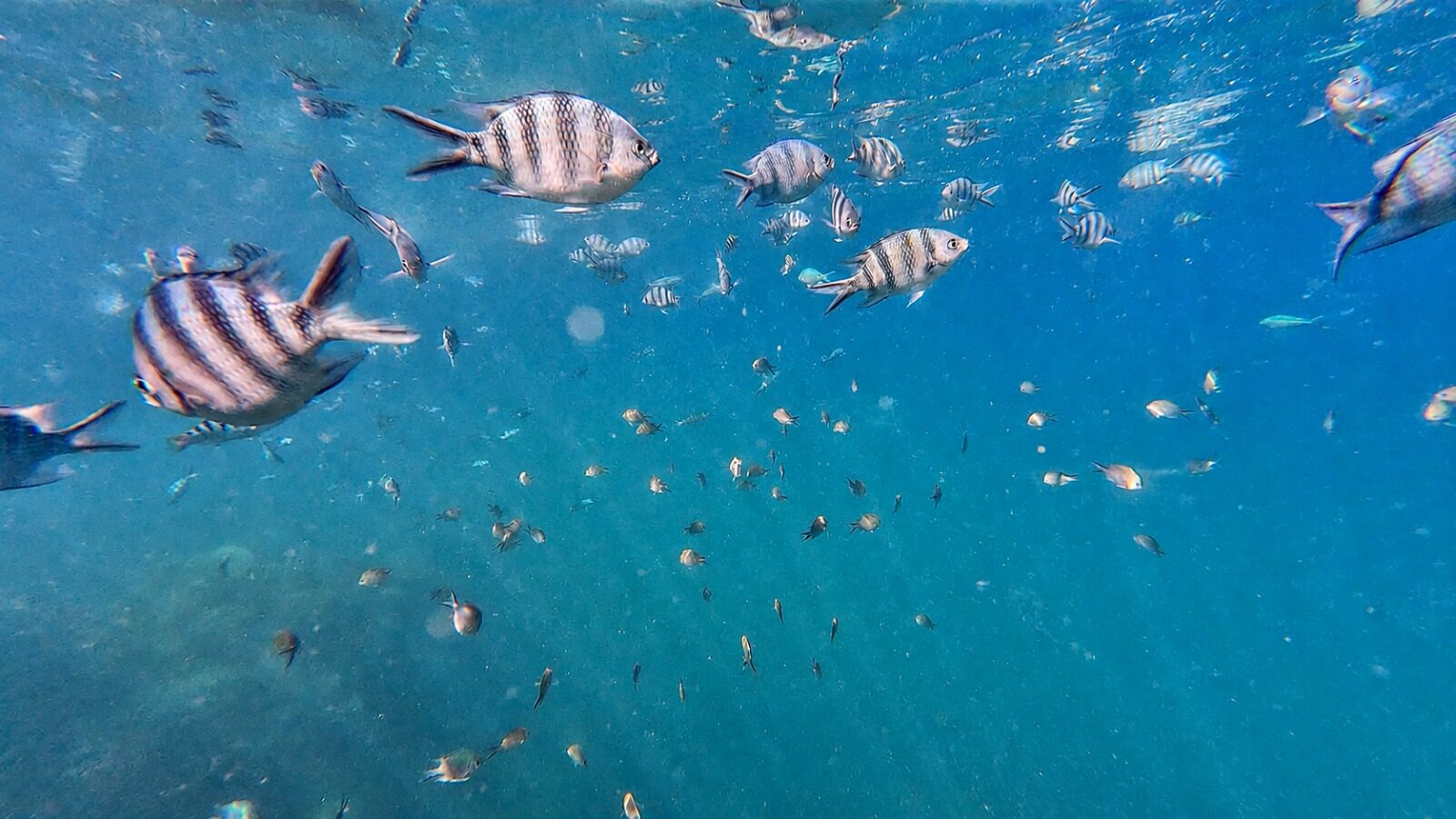 Sergeant-major fish over the reef