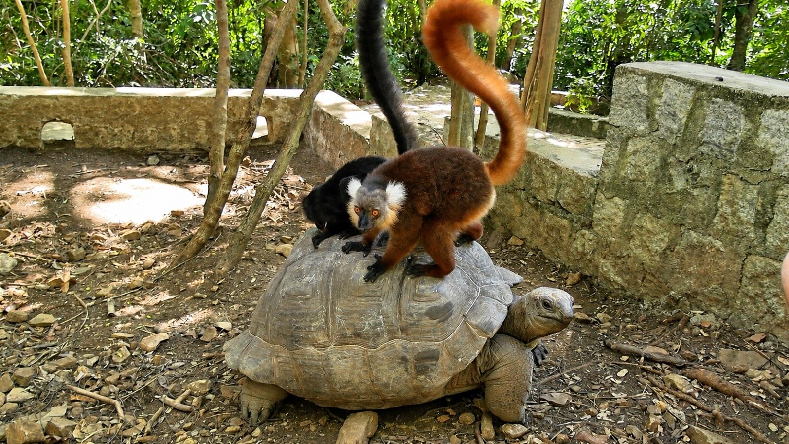 Two lemurs riding a giant tortoise on Nosy Be