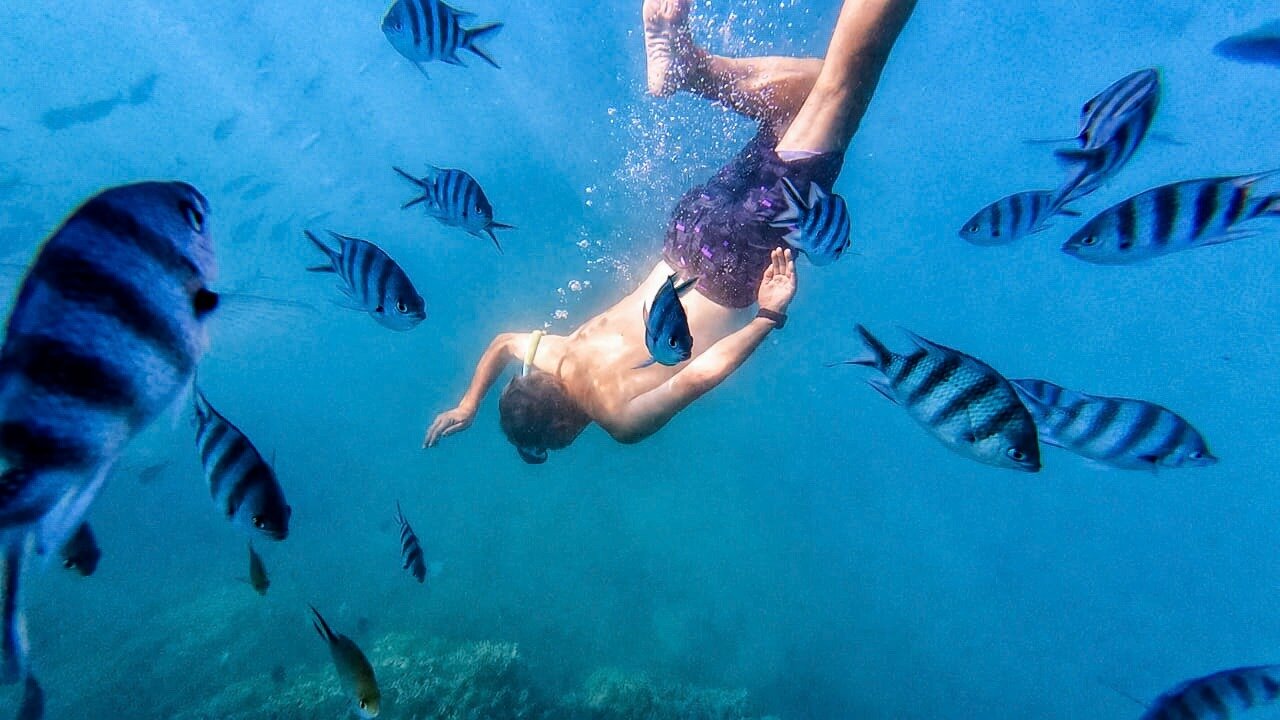 A snorkeller diving among sergeant-major fish over the reef off Nosy Be
