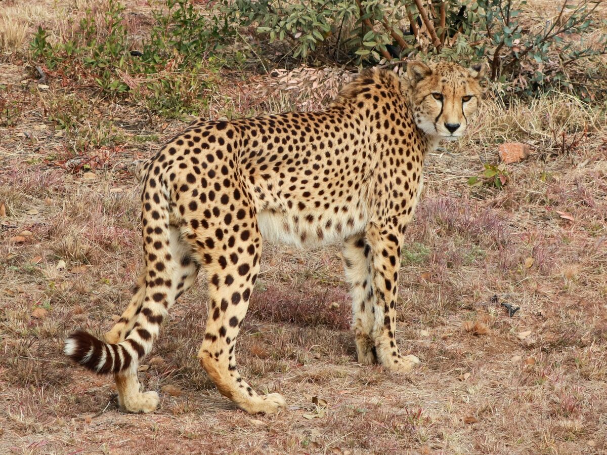 A cheetah in dry grass
