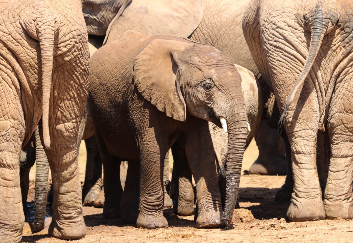 A young elephant sheltering among the herd