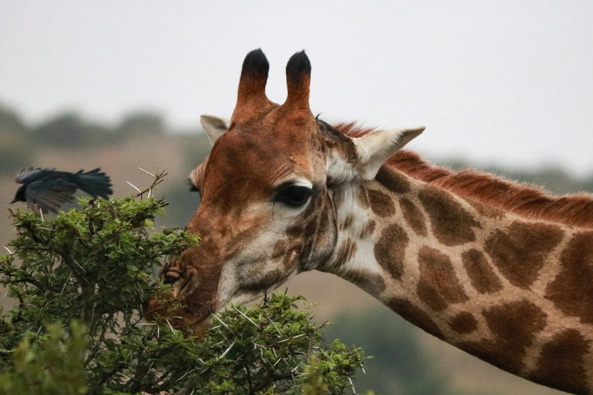 A giraffe browsing a thorn bush