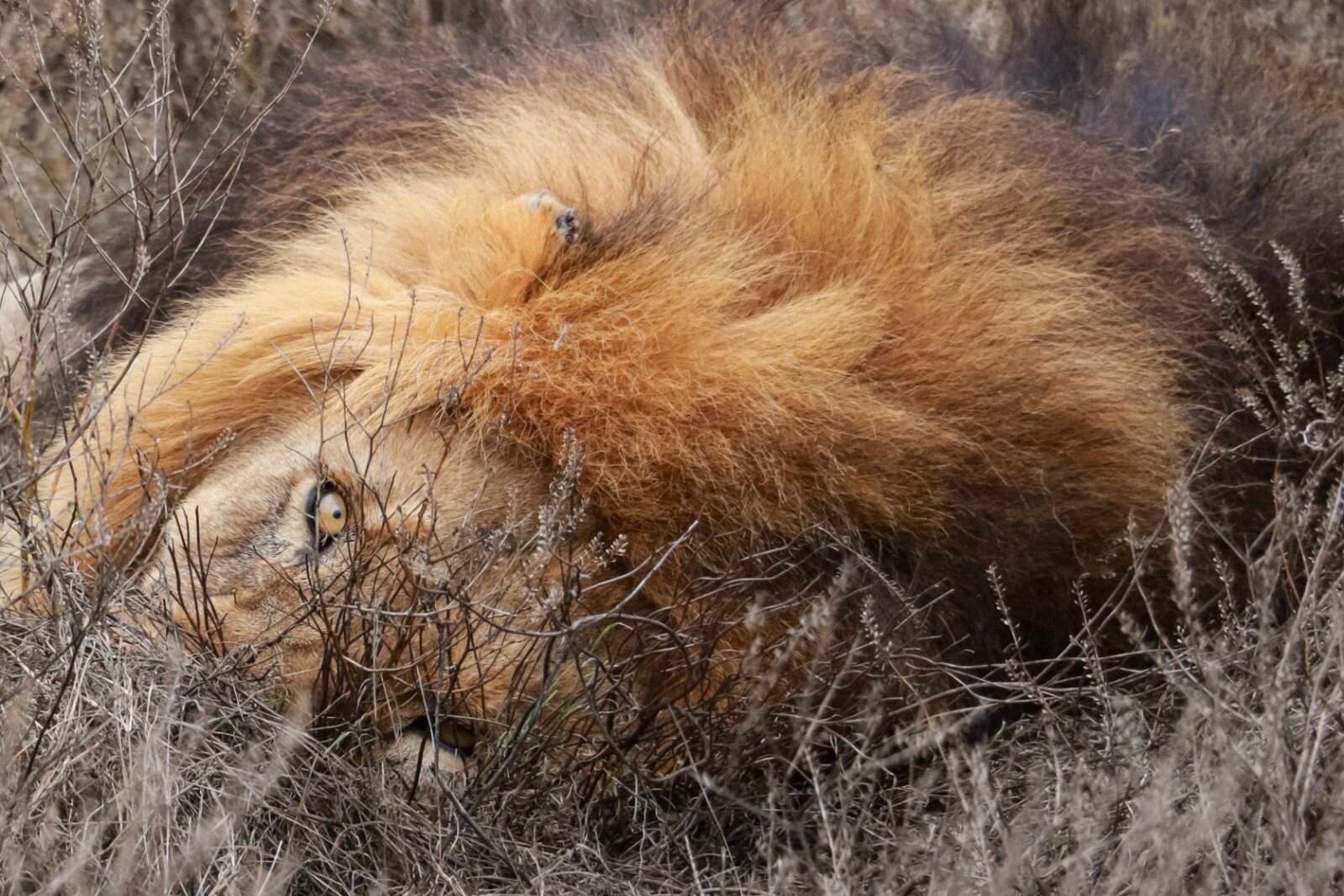 A male lion resting in dry grass