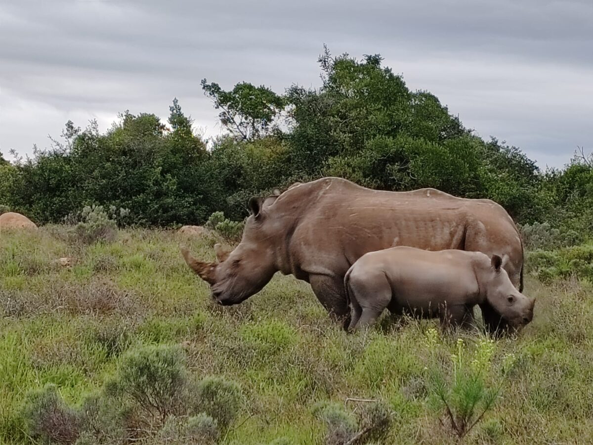 A white rhino and her calf grazing in green bush
