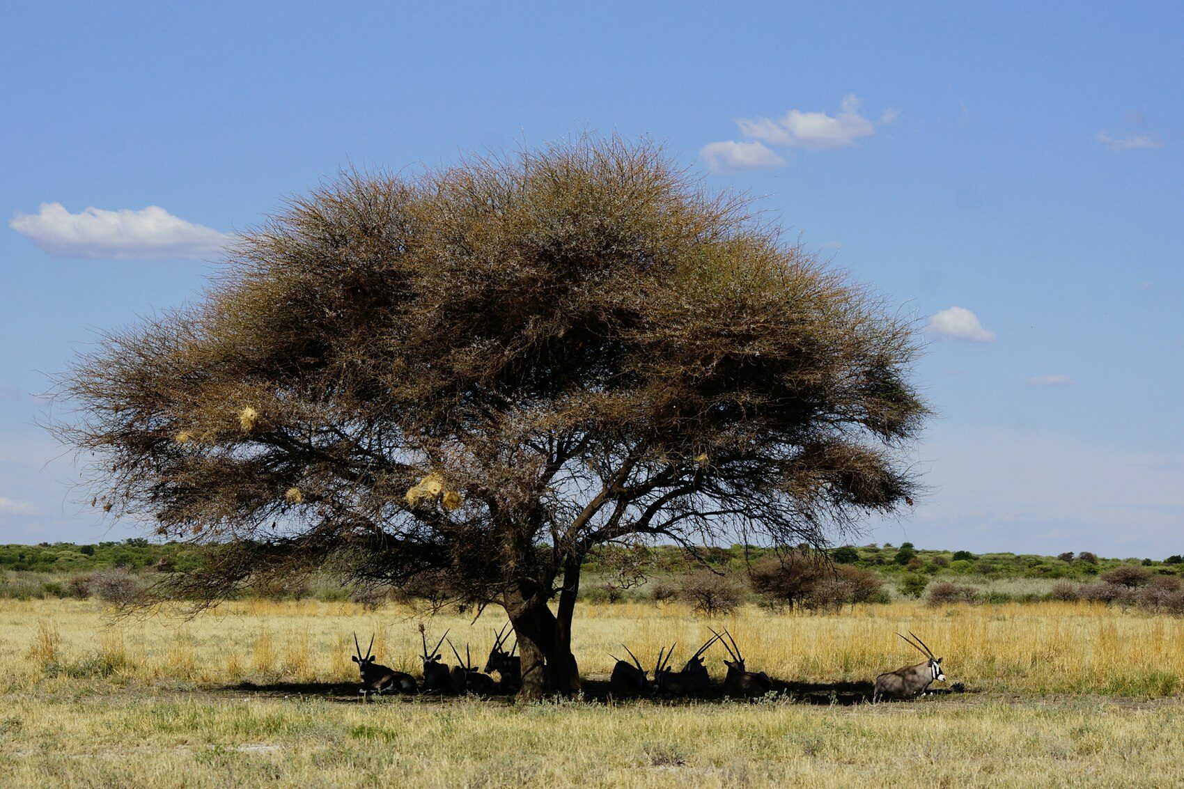 An acacia on open savanna