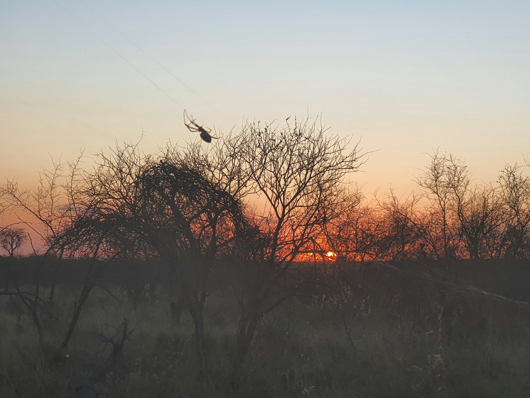 The bushveld before dawn