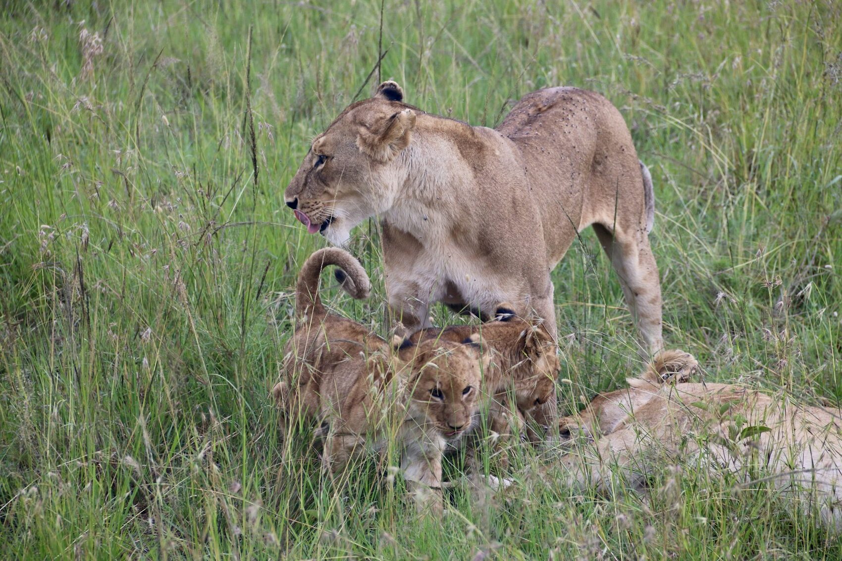 A lioness with her cubs