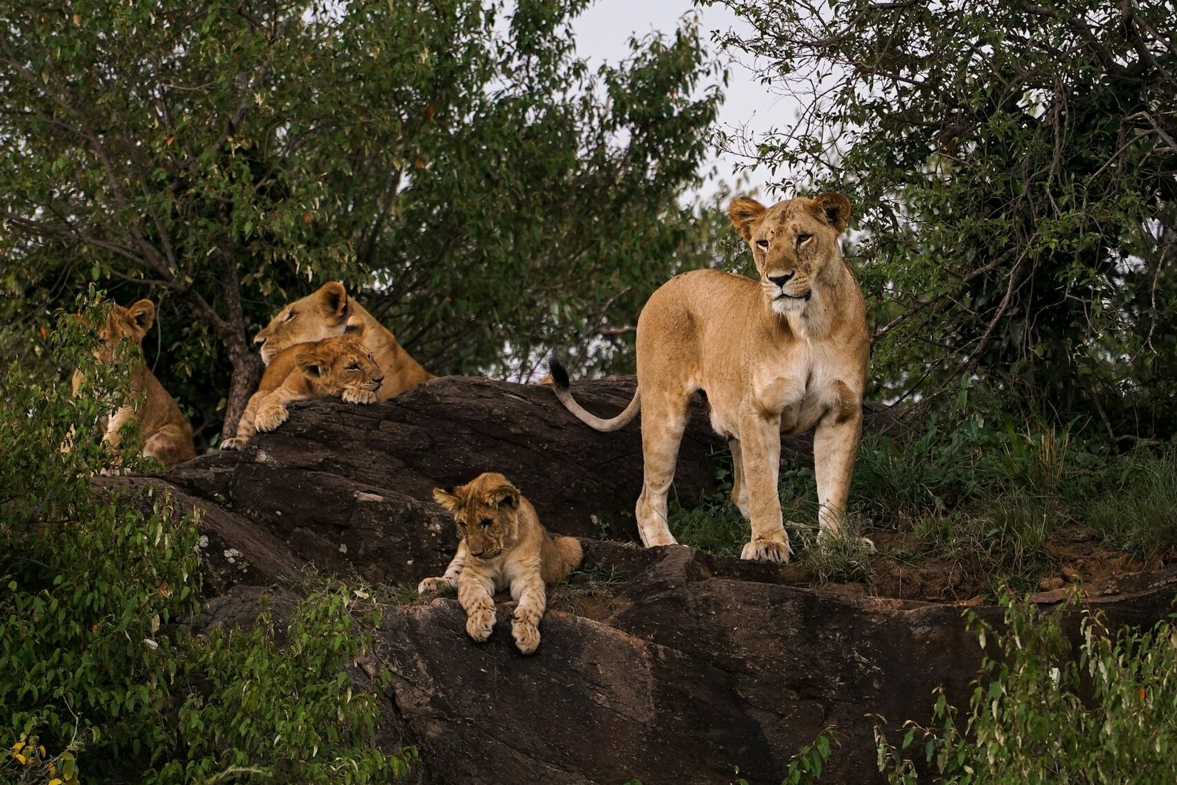 A lion pride on a rock