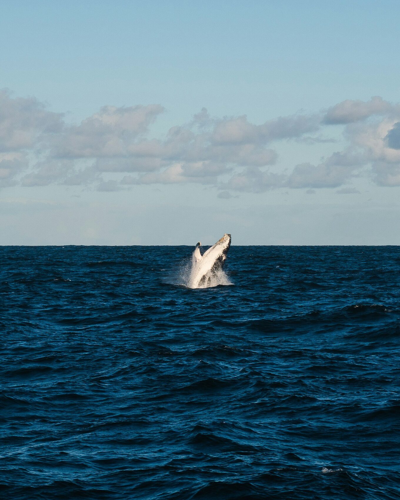A whale breaching off the coast