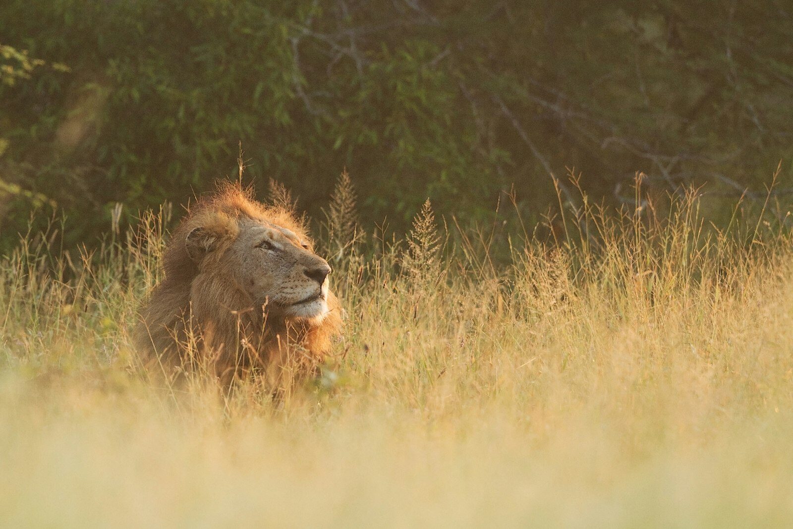 A lion in open golden grass
