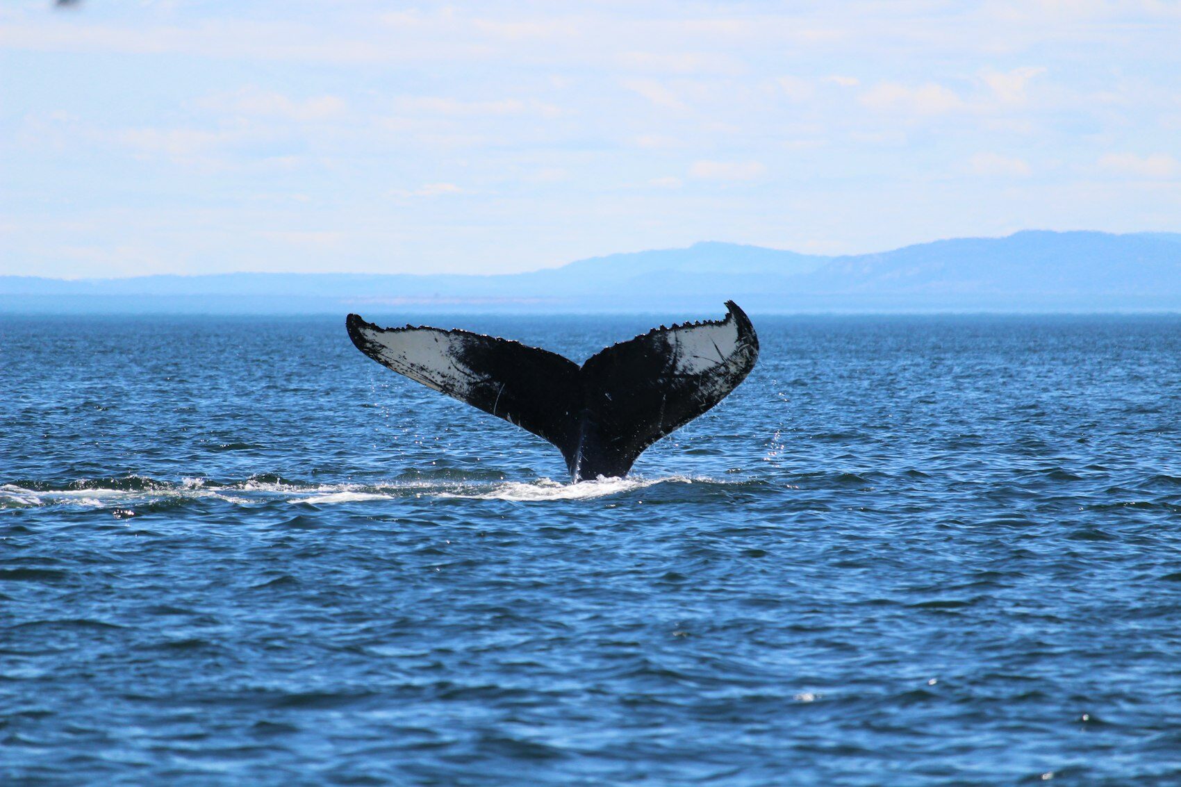 A whale’s tail lifting out of the sea