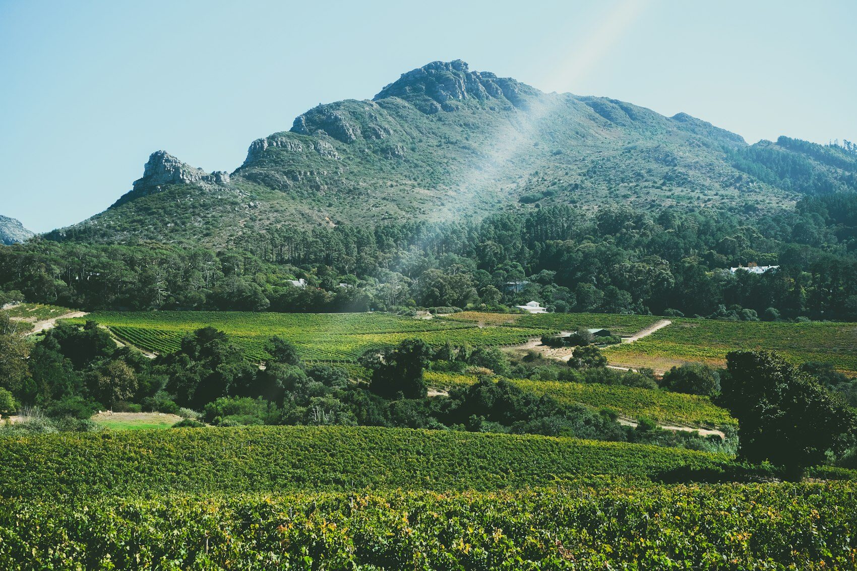 Rows of vines below mountains in the Cape winelands