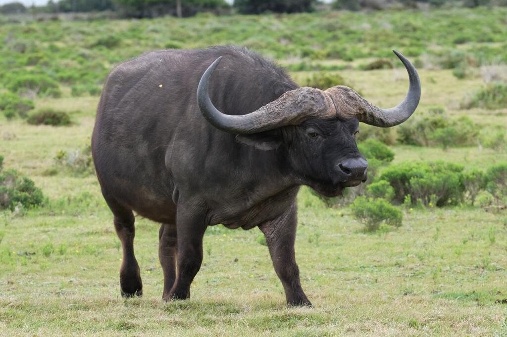 A Cape buffalo bull on open veld