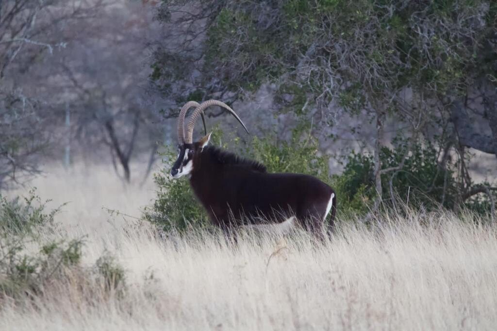 A sable bull in long grass in the bushveld