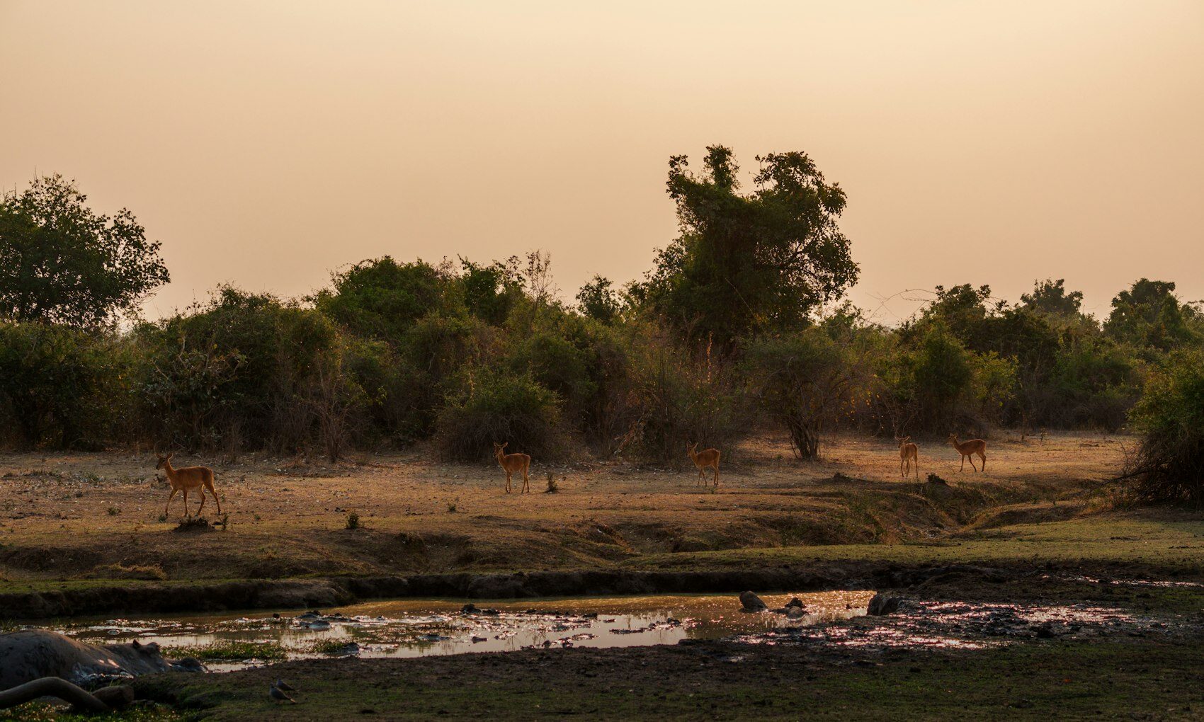 A bushveld waterhole in the dry season with game in the distance