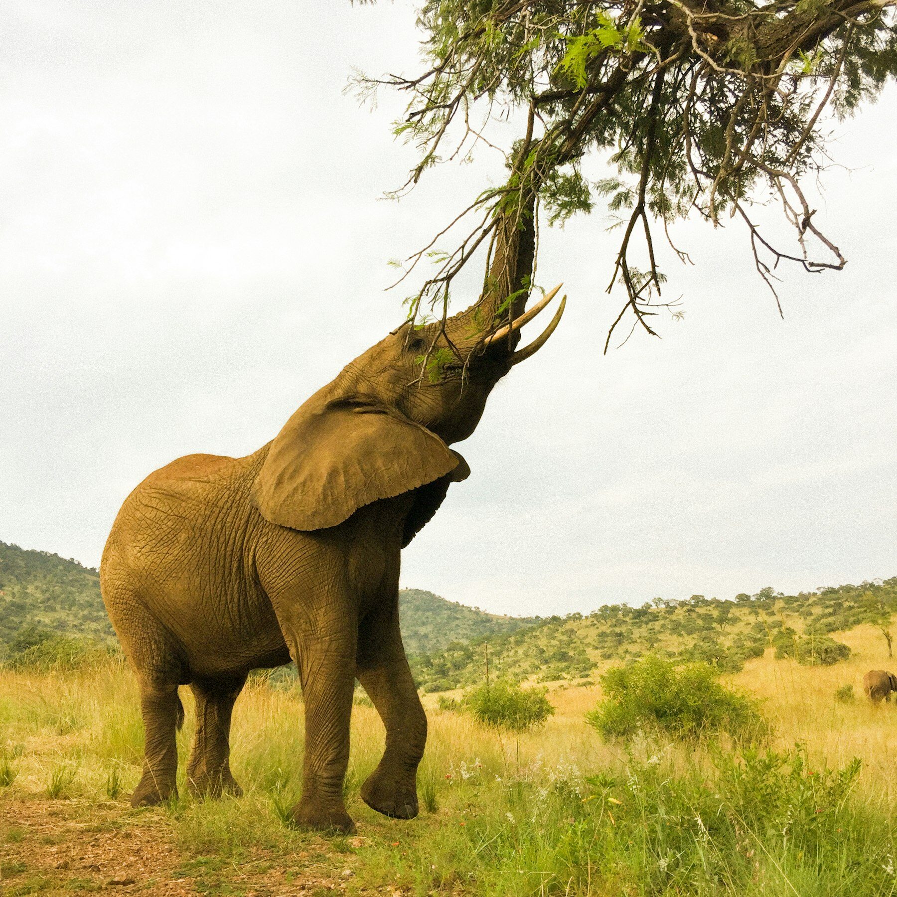 An elephant browsing a thorn tree