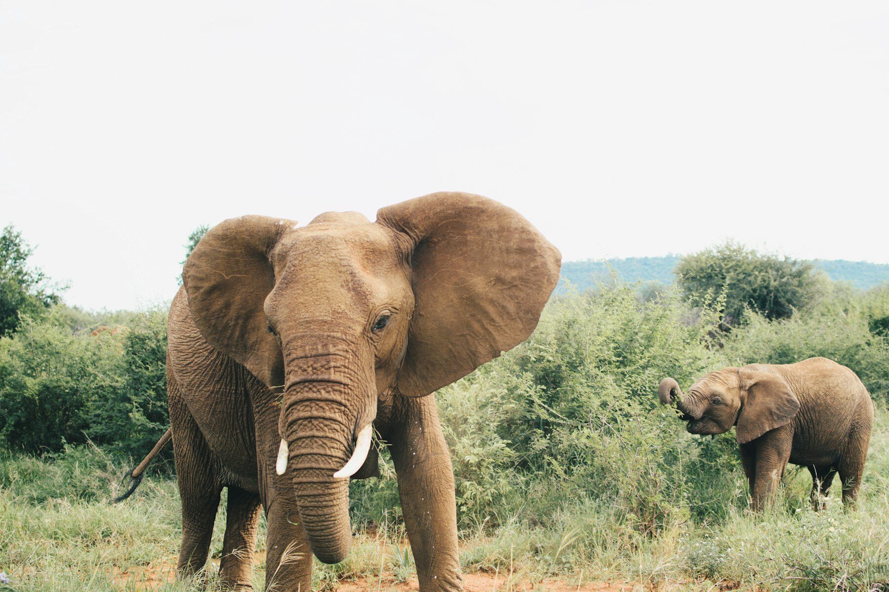 Elephants on a game drive