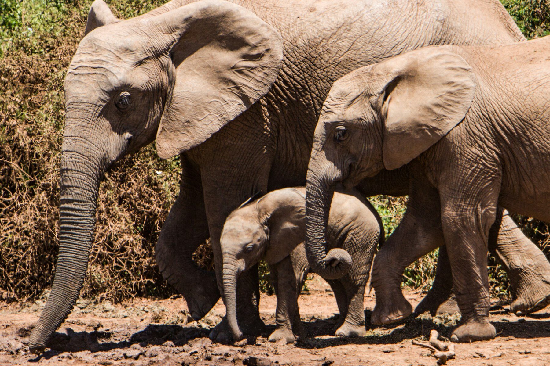 Elephants on a game drive