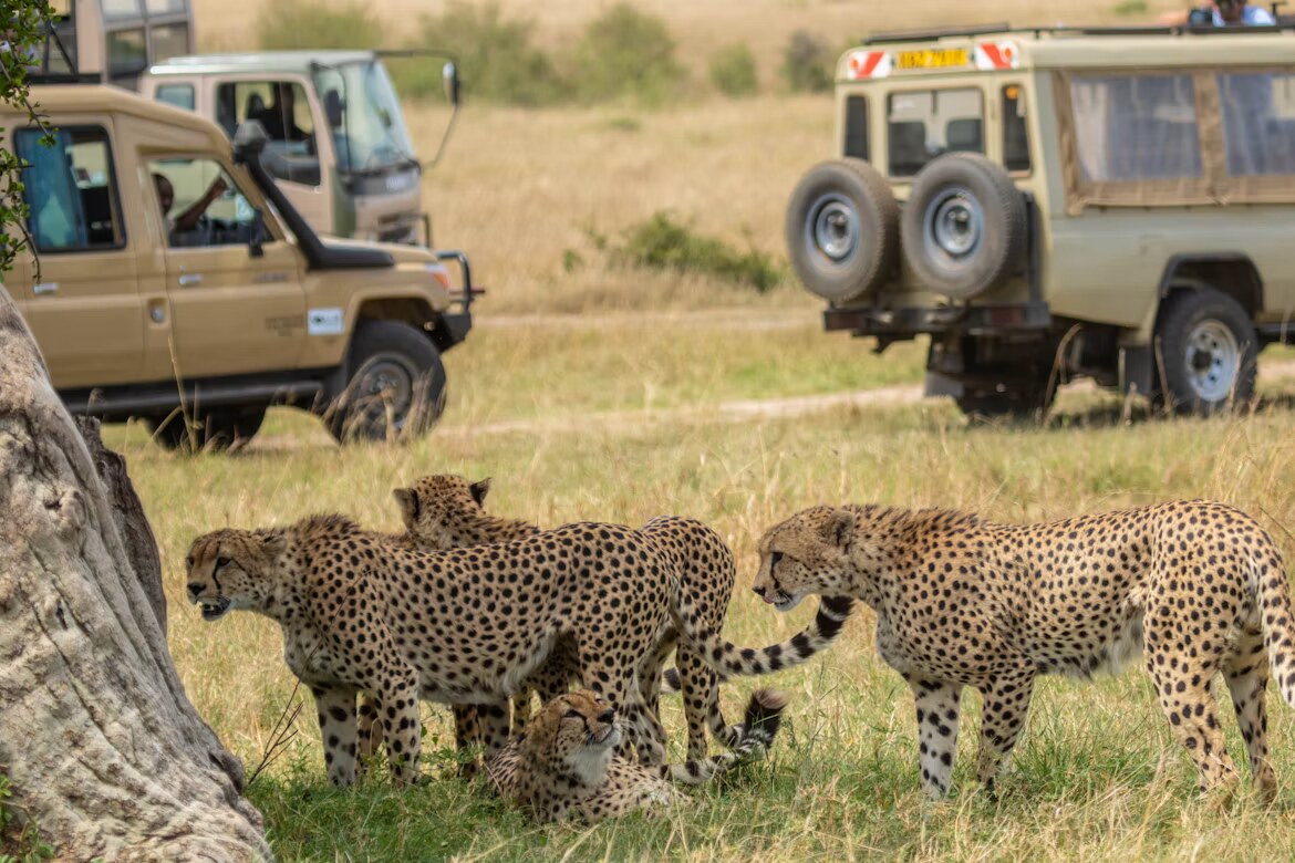 Cheetahs on a South African game drive