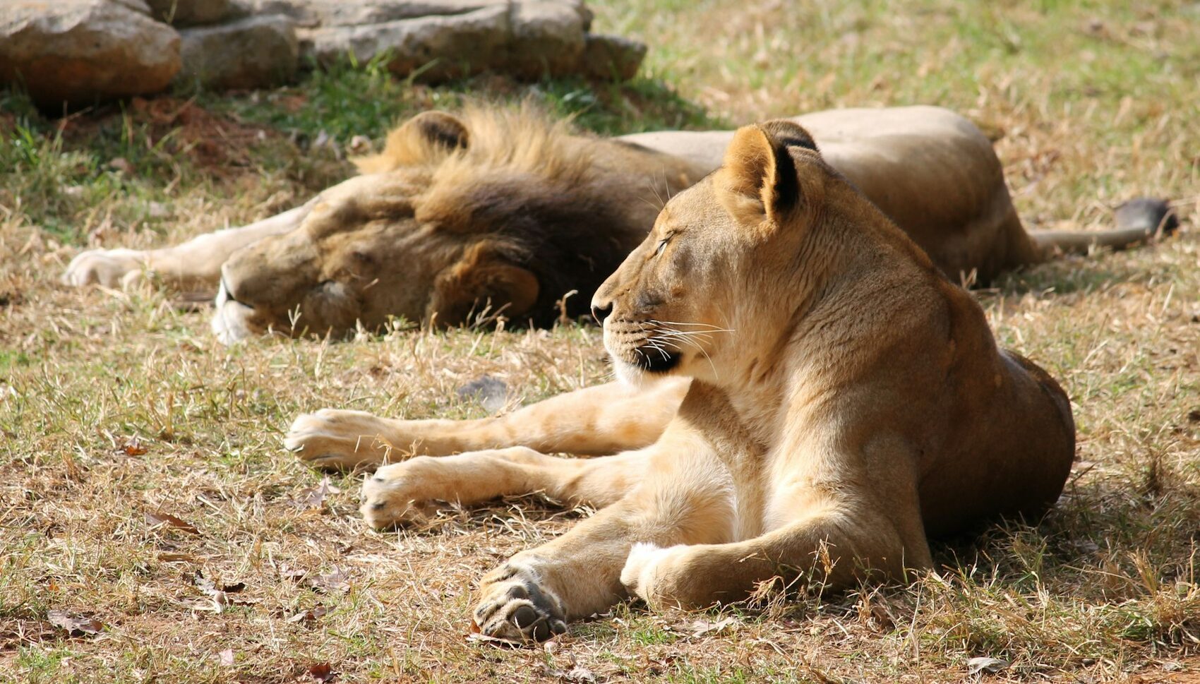 Two male lions lying together in a coalition