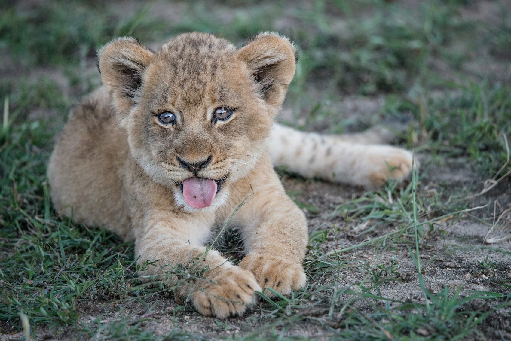 A lion cub lying in grass with one paw stretched forward
