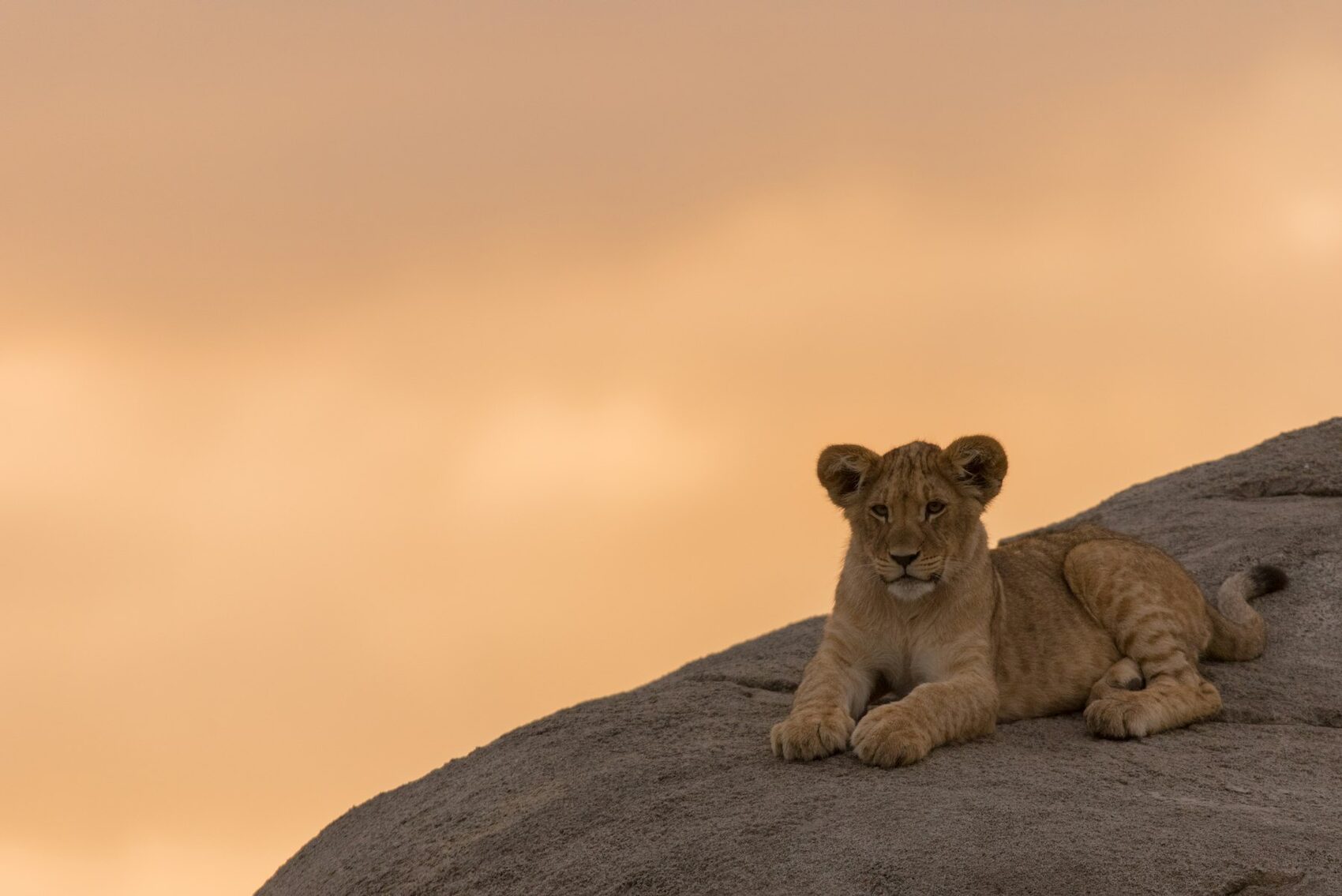 A lion resting on a rock at dusk