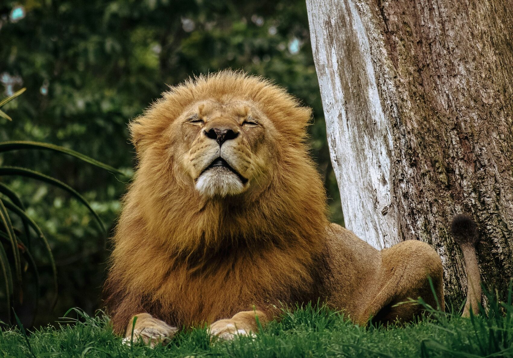 A male lion lying beside a tree