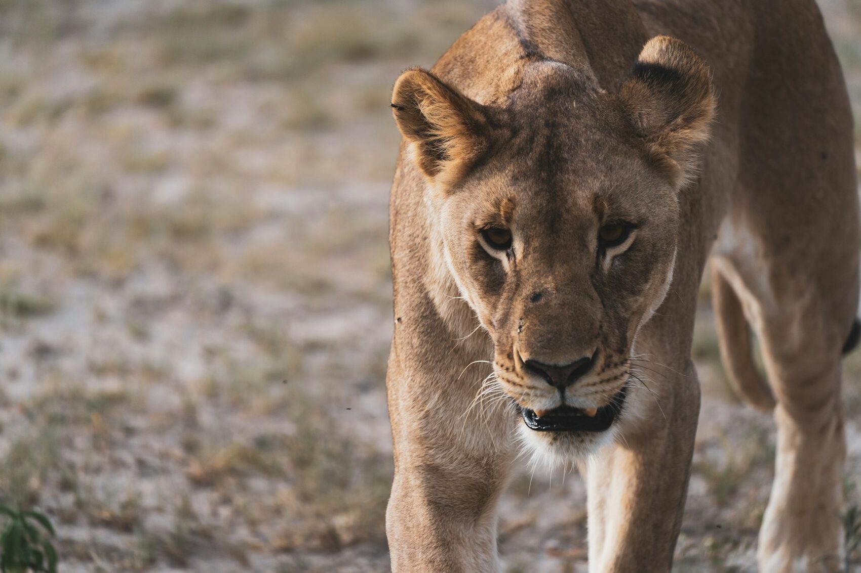 A lioness walking directly towards the camera across open ground