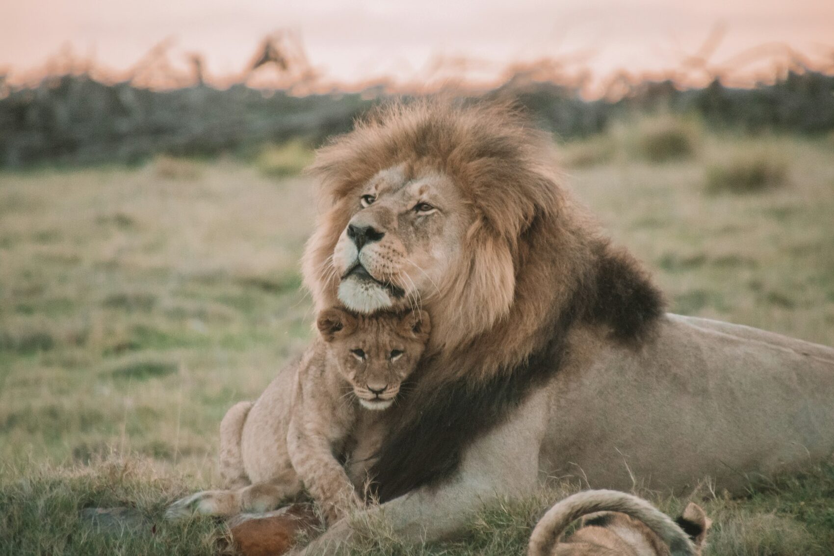 A male lion lying beside a young cub