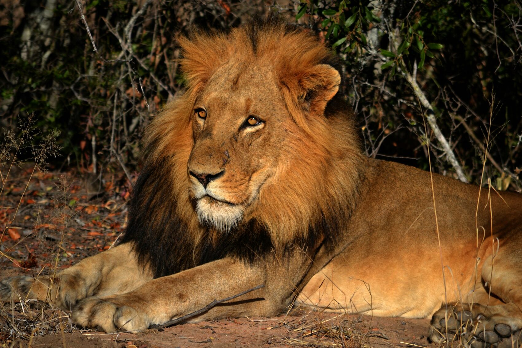 A male lion resting in the shade