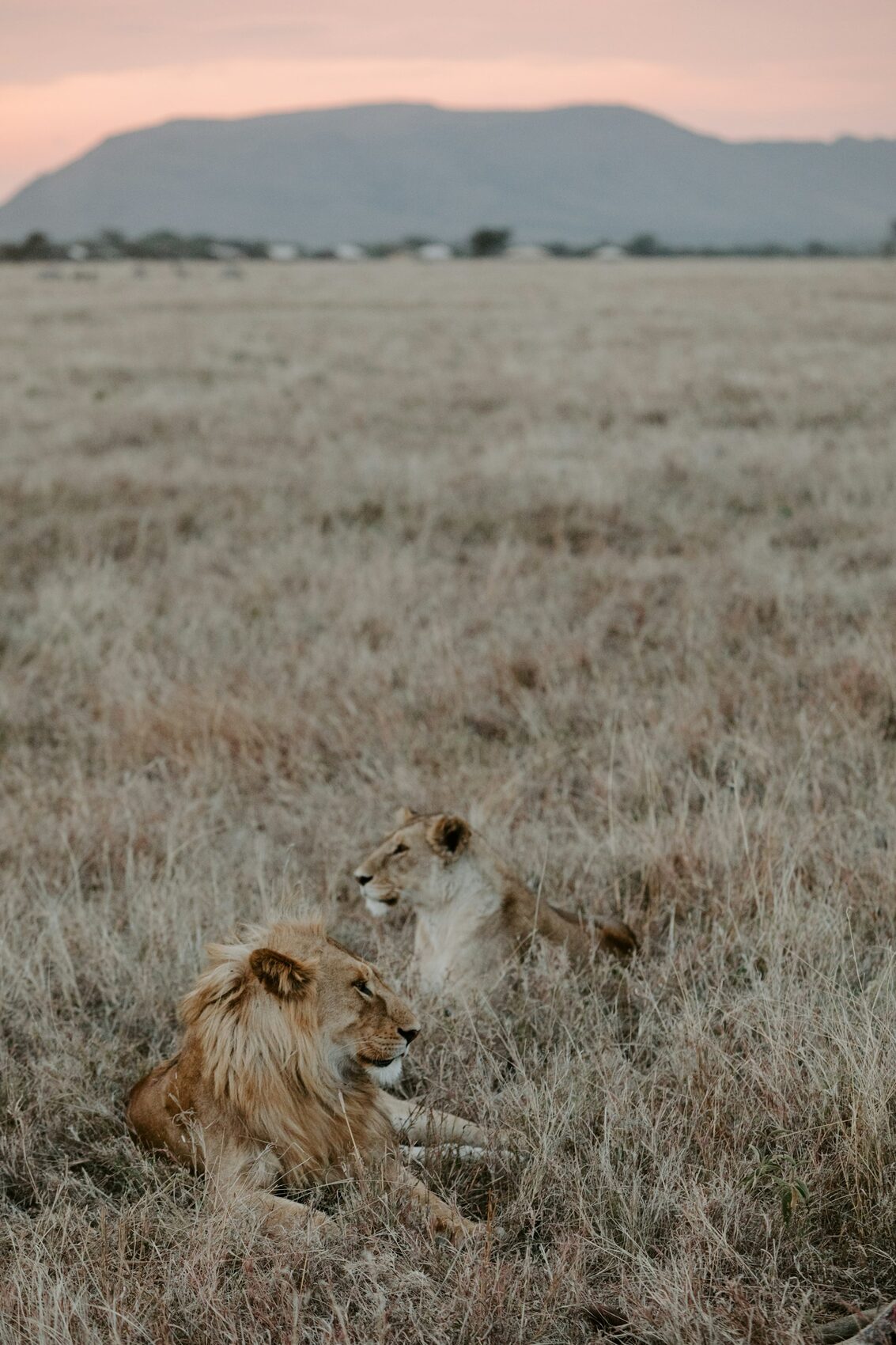 Lions in the grass at first light