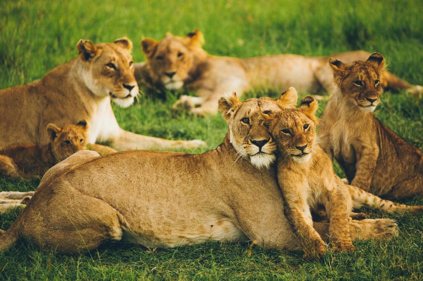Lionesses and cubs resting together in green grass