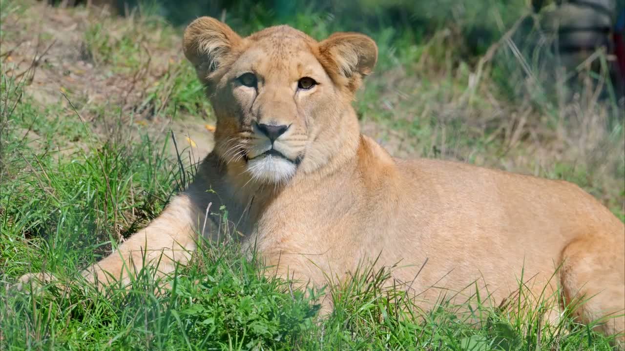 A young lioness resting in the grass