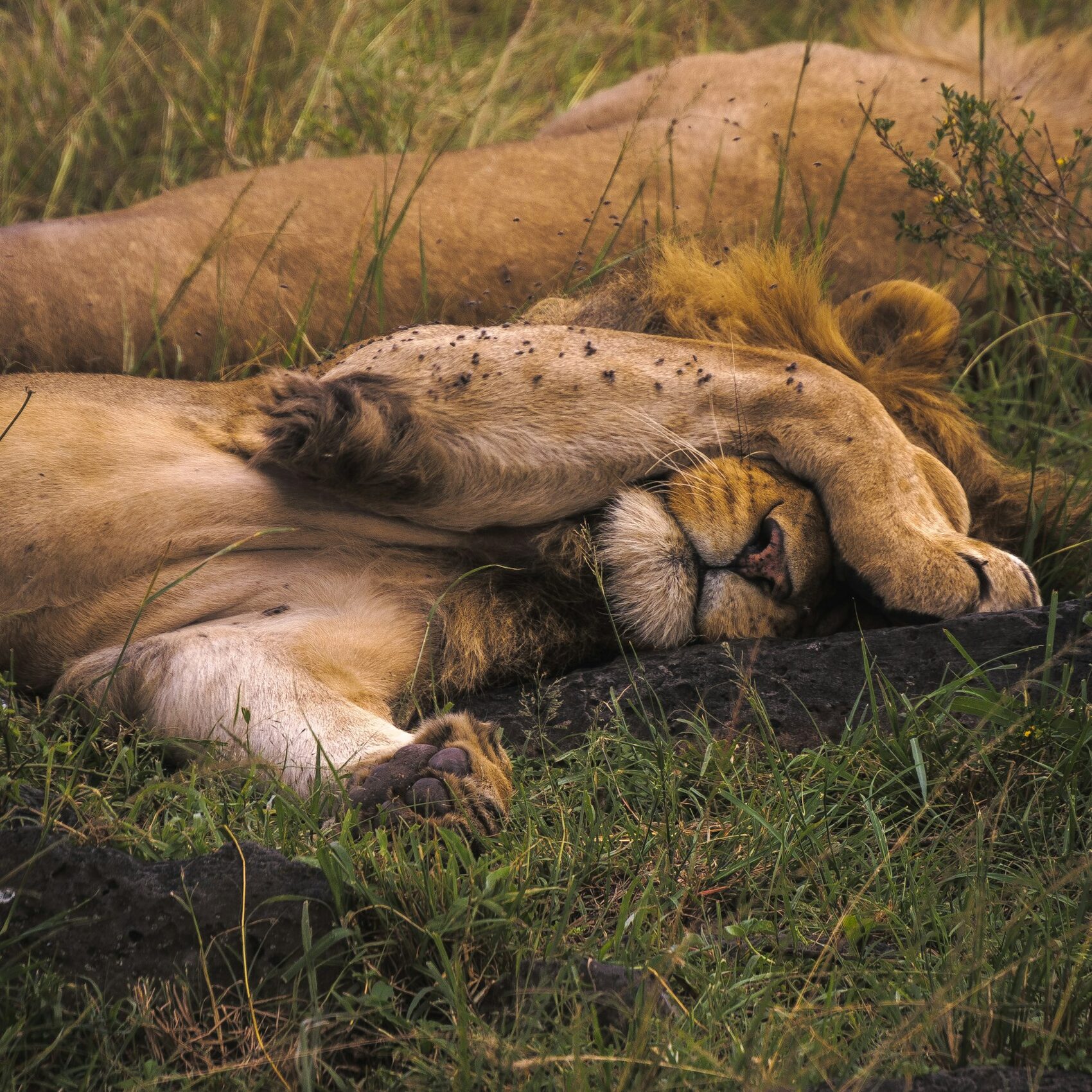 Two lions asleep in long grass in the middle of the day