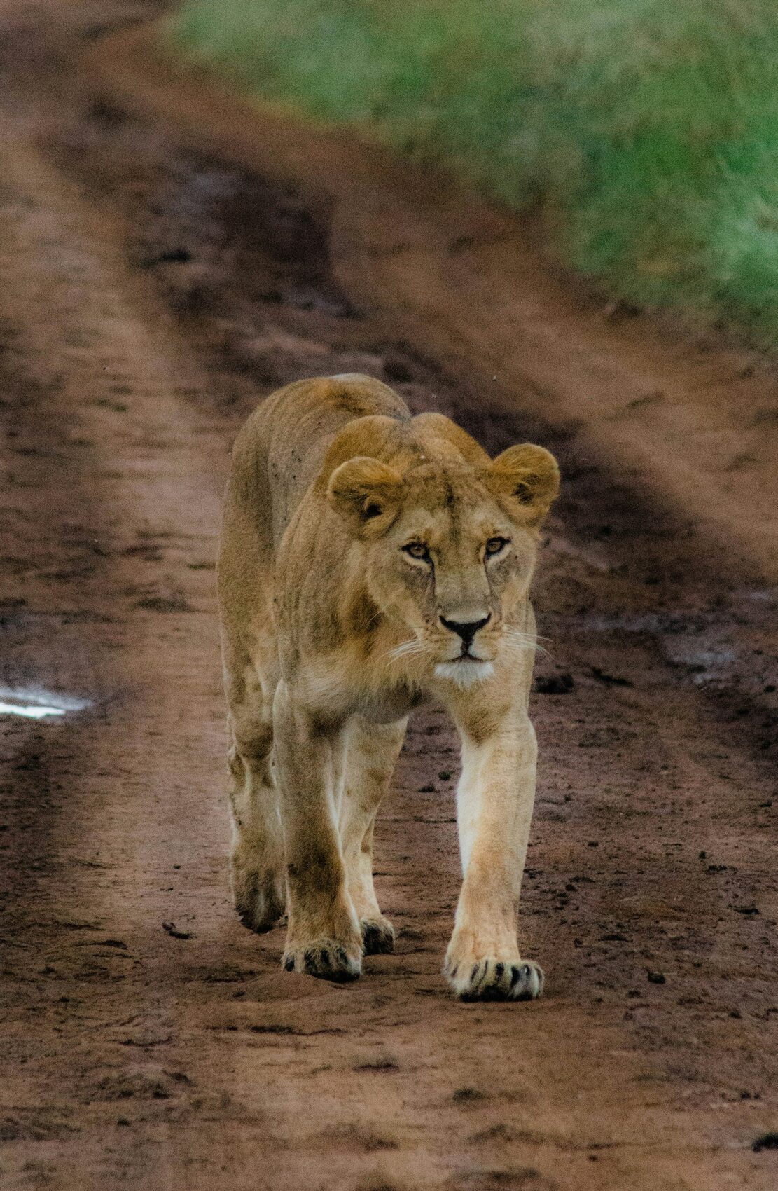 A lioness walking down a dirt road