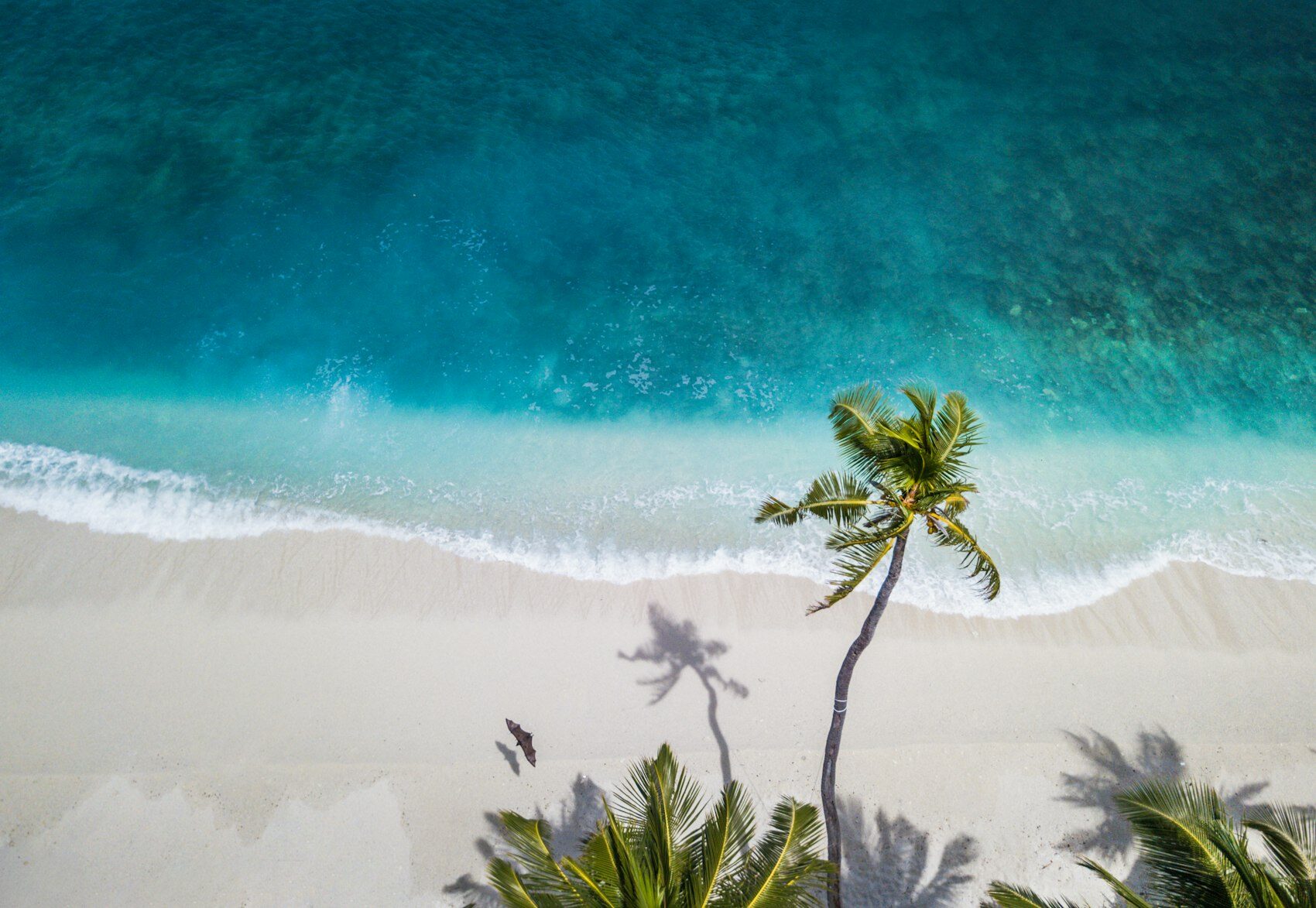White sand, palm fronds and clear shallow water on a tropical beach