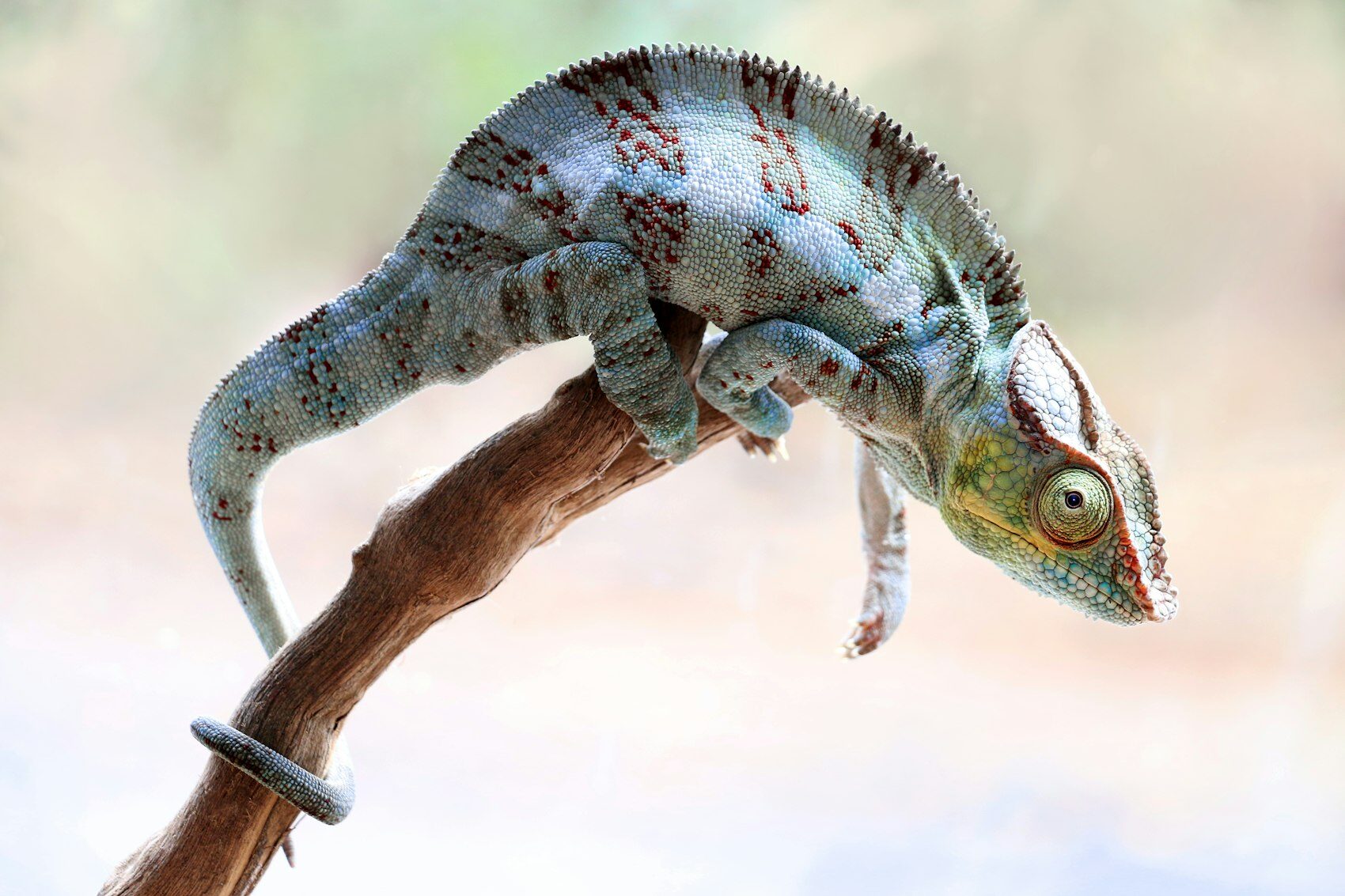 A chameleon, one of Madagascar's own species