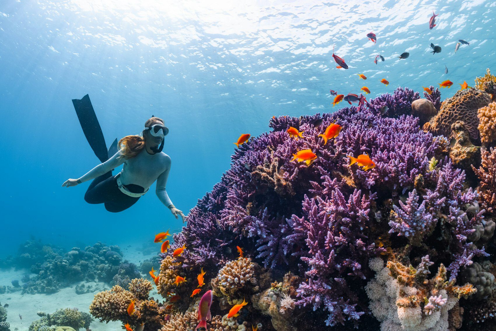 A snorkeller over a colourful coral reef