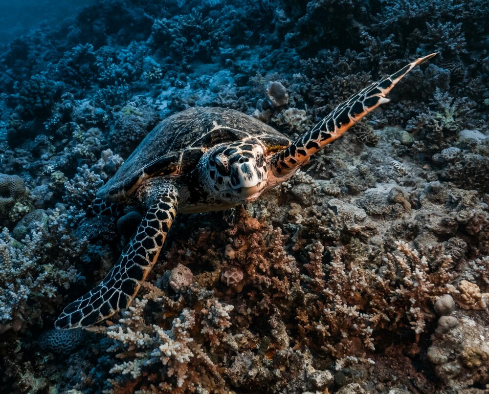 A hawksbill turtle over the reef at Nosy Be, Madagascar