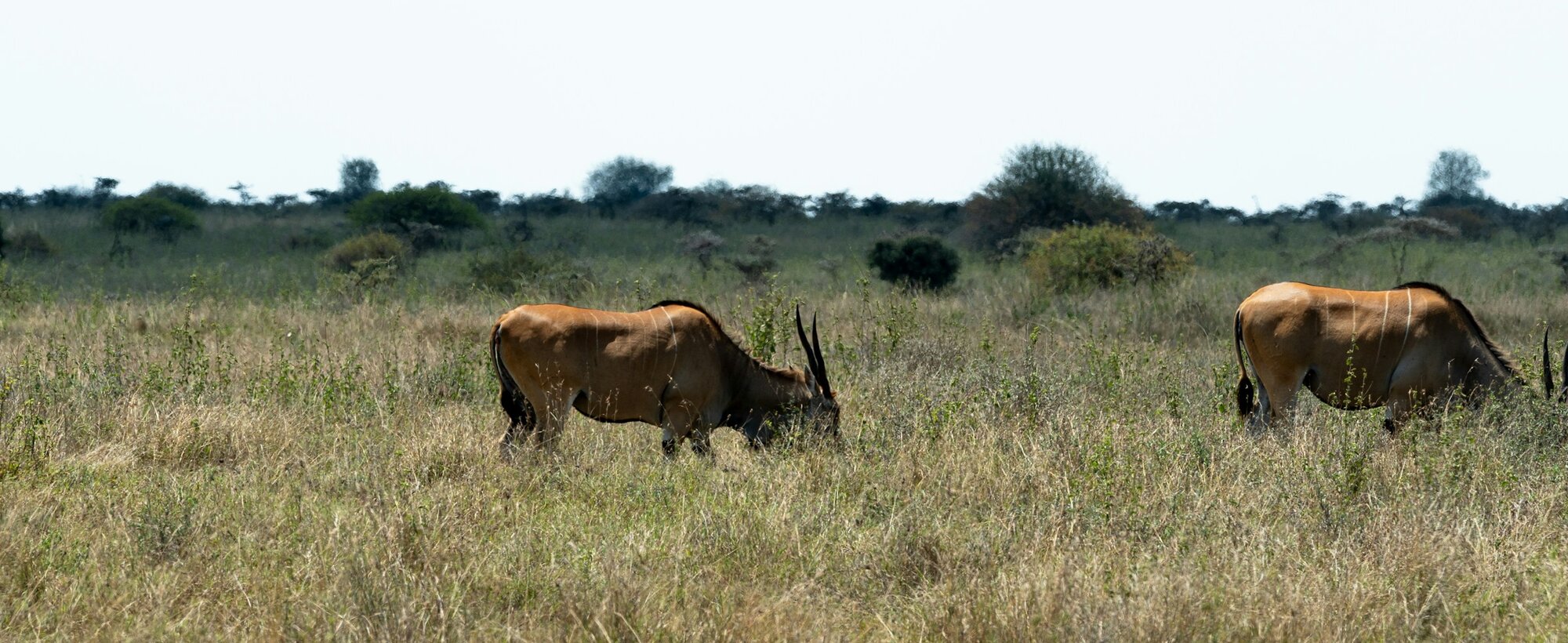 Eland In The Grass