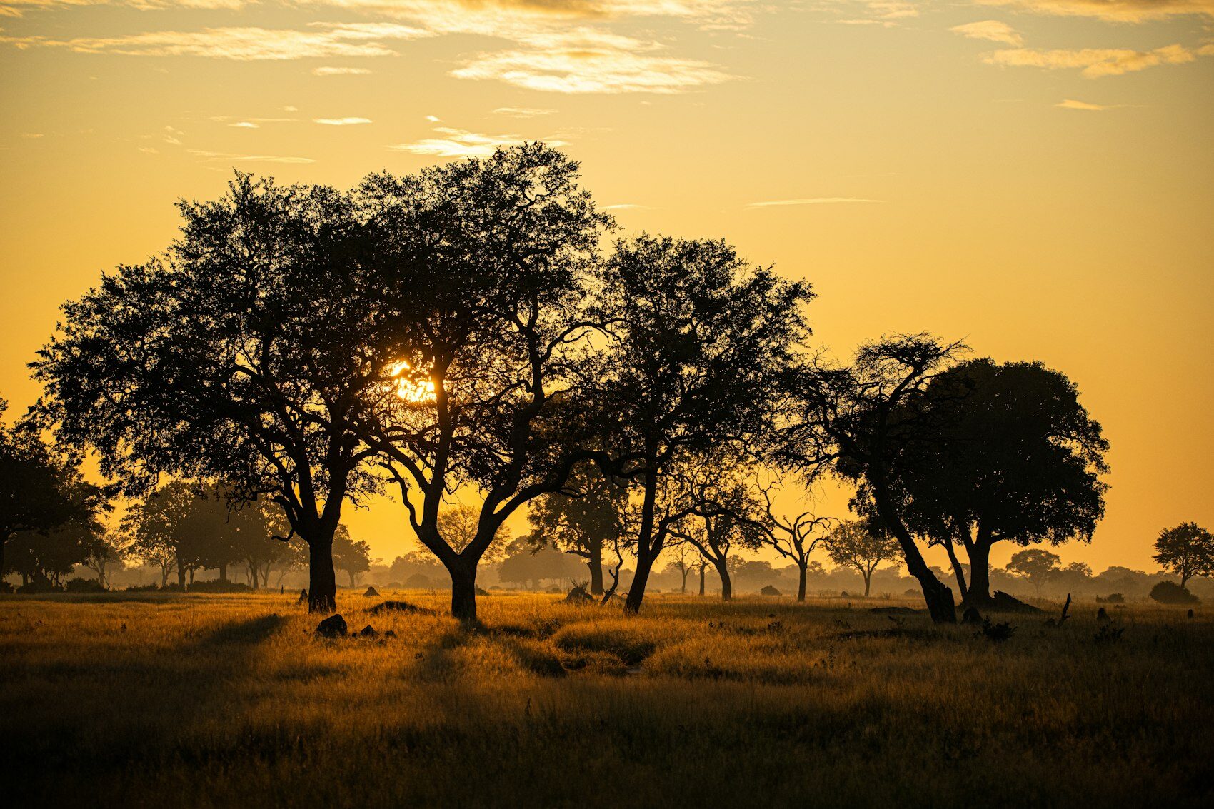 Acacia trees silhouetted at sunset in the bushveld