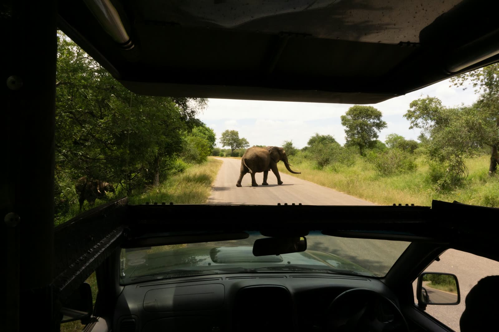 An elephant on the road ahead of a game-drive vehicle
