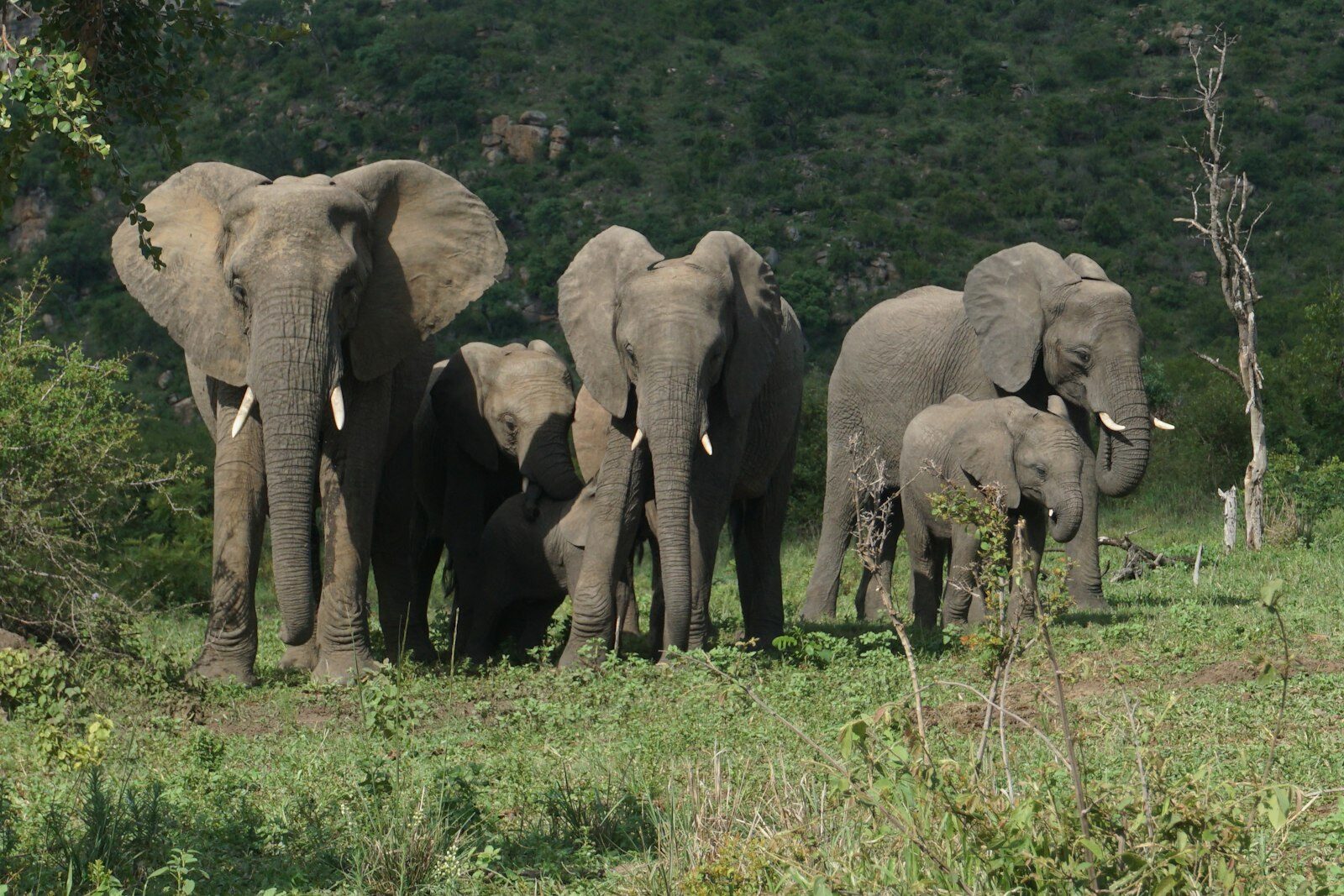 An elephant herd in the bushveld