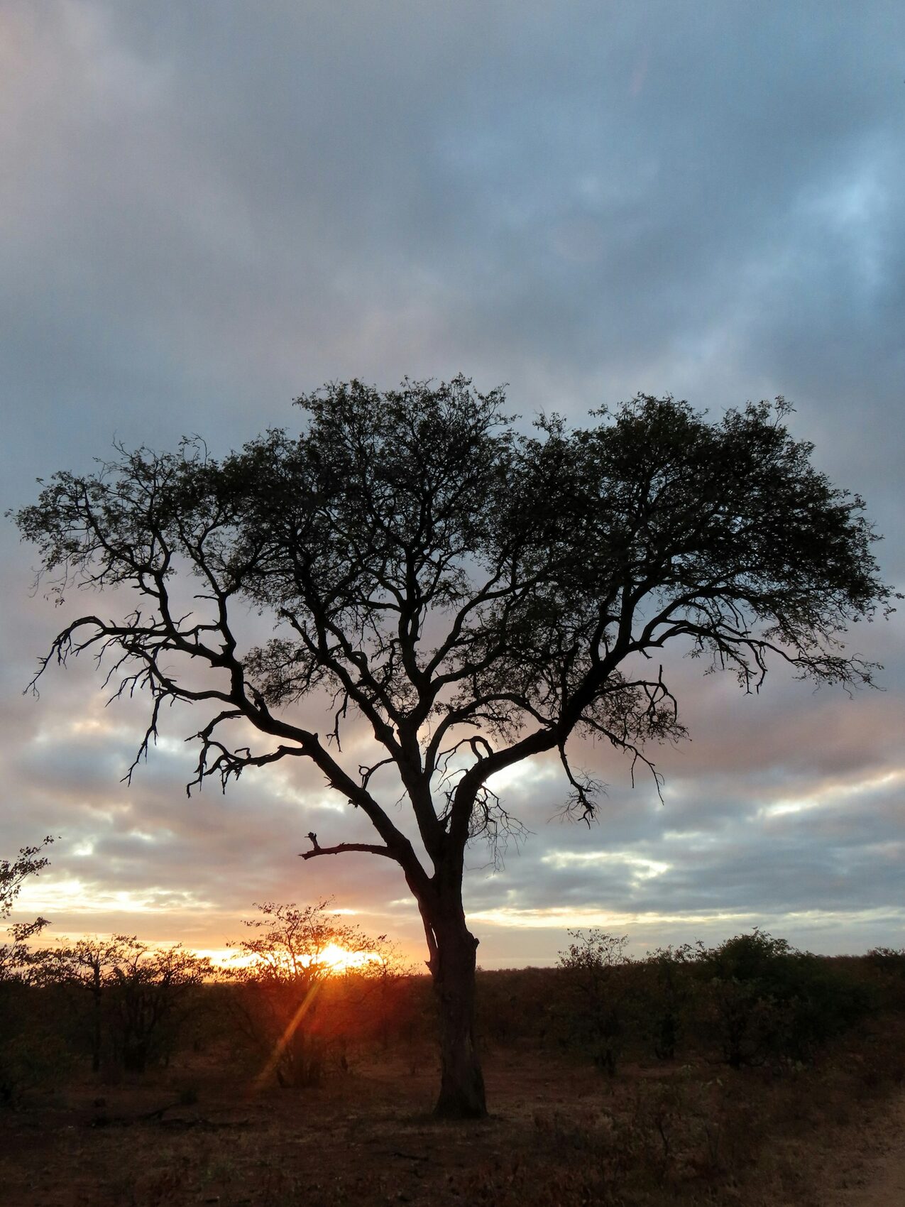 Last light over the bushveld.