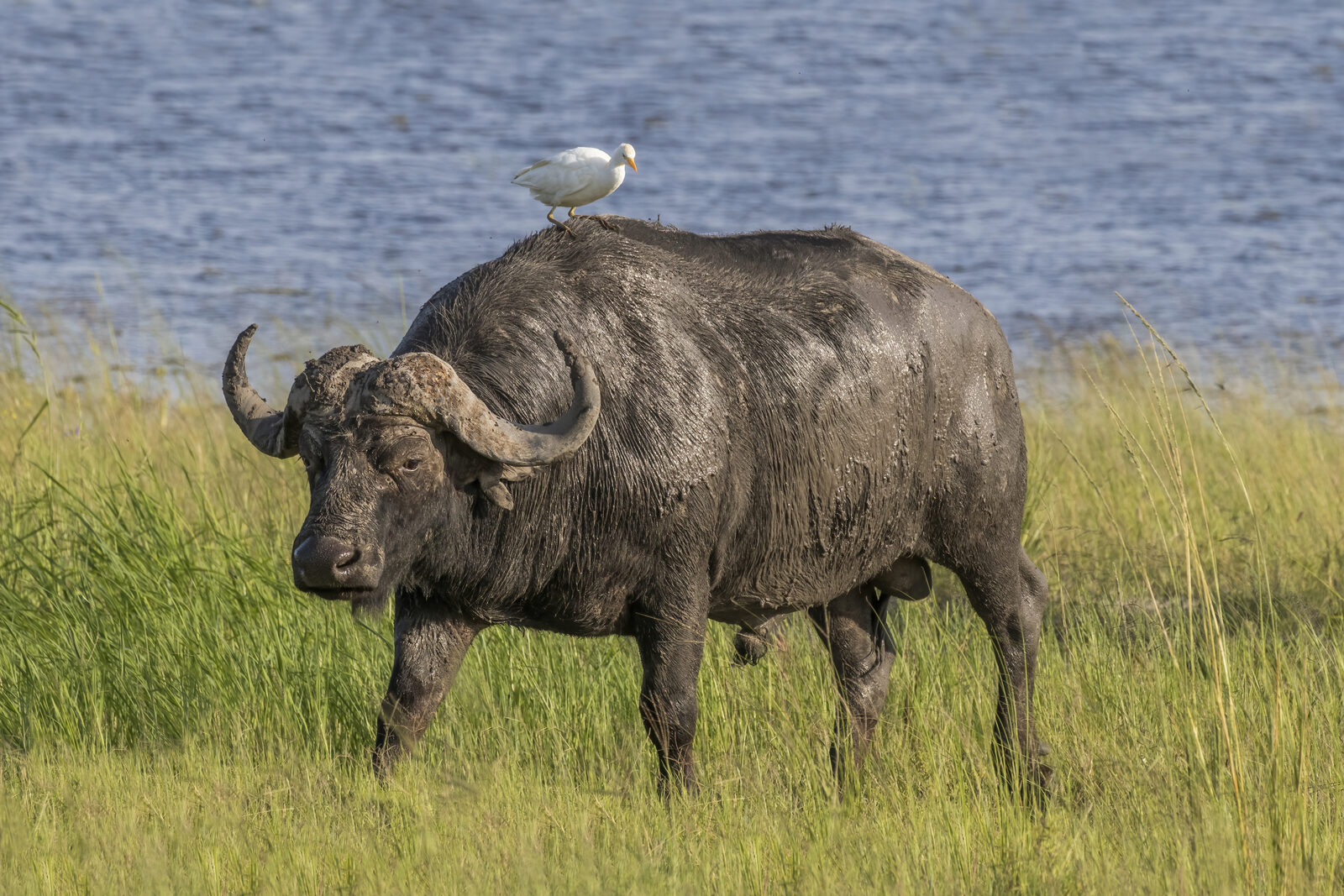 A Cape buffalo bull in wet grass with an egret beside it