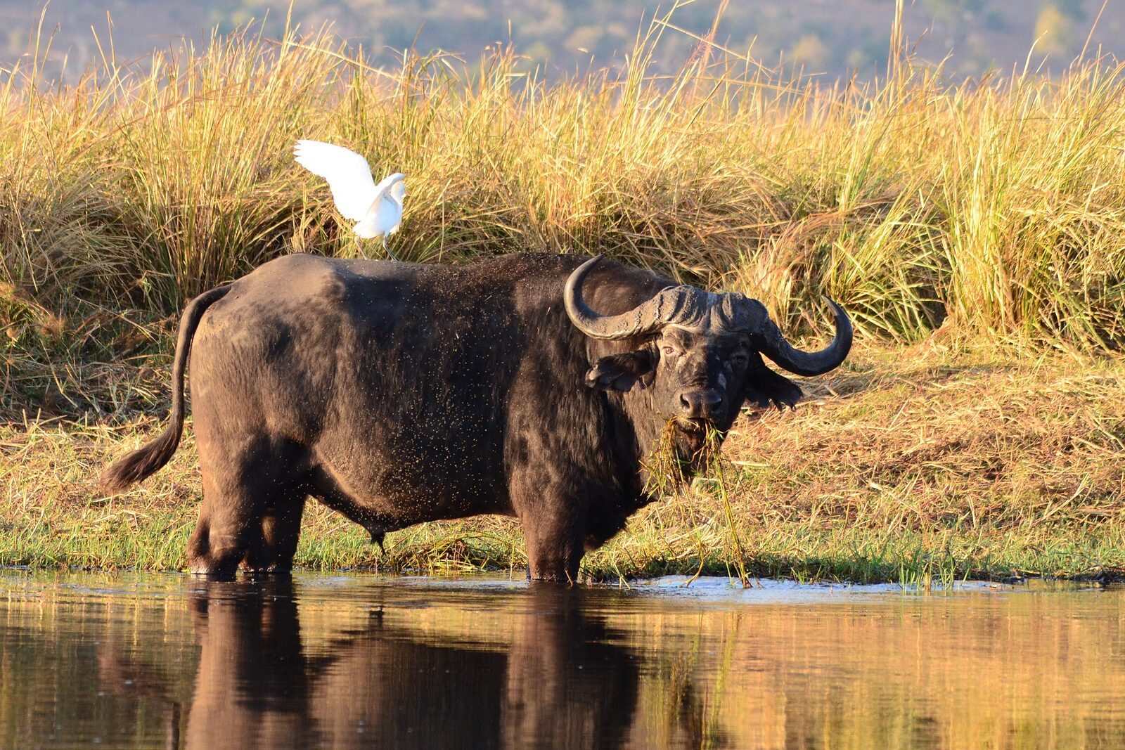 A Cape buffalo bull at the water&rsquo;s edge with a cattle egret alongside