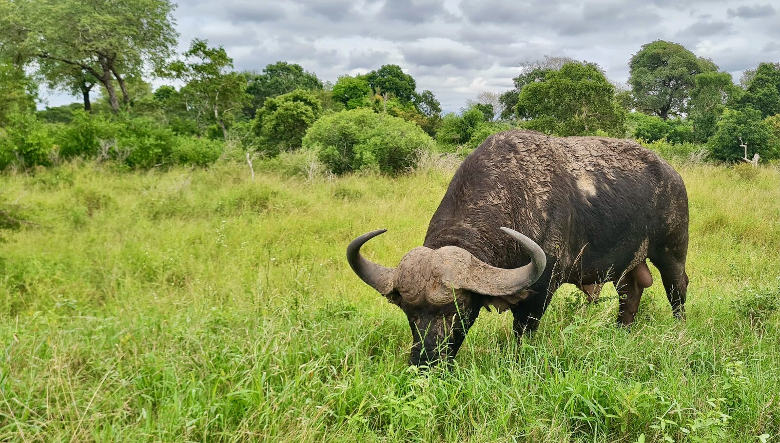 A Cape buffalo bull grazing in green grass